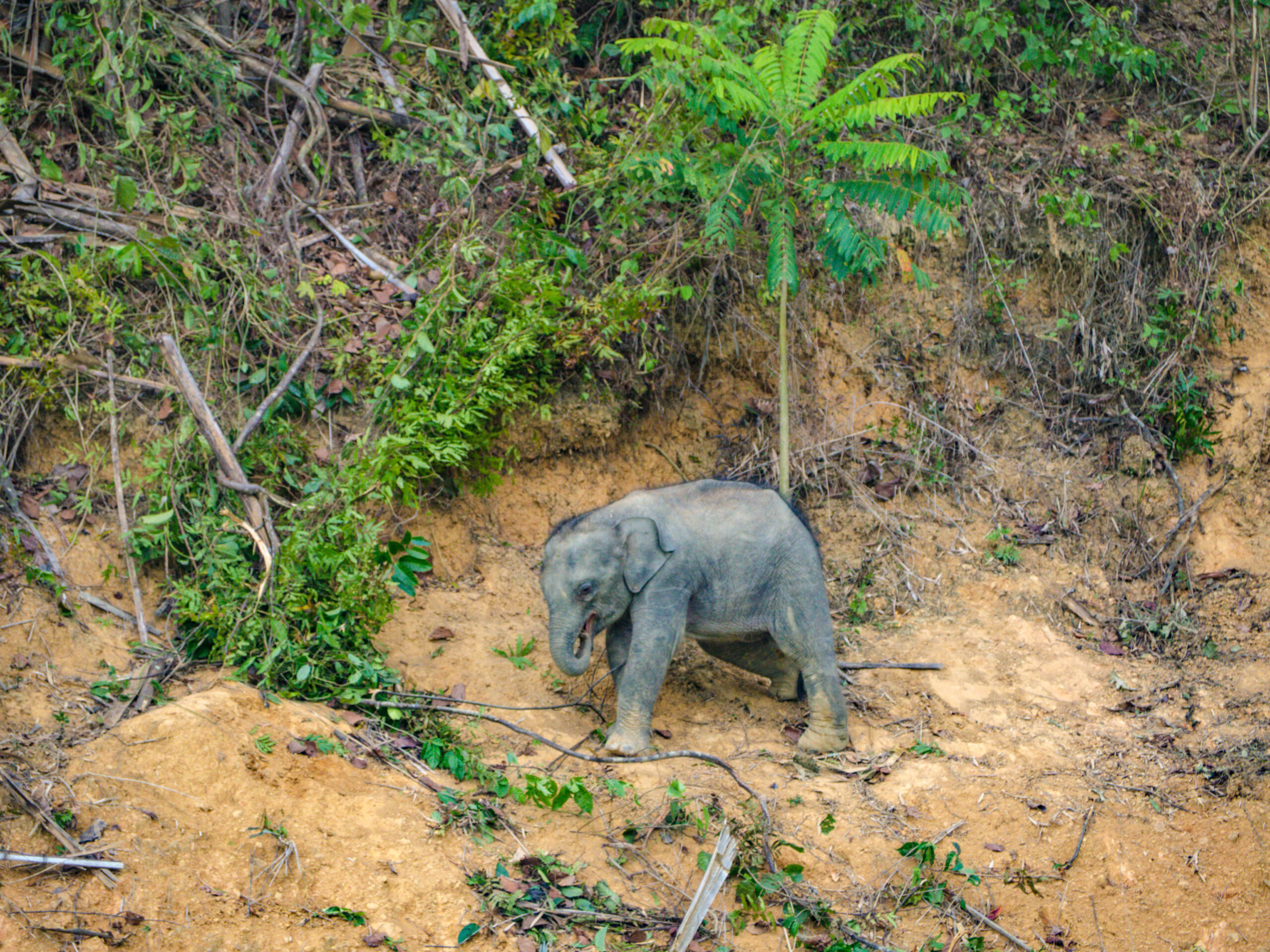 elephants cheow lan lake khao sok thailand - laugh travel eat-2