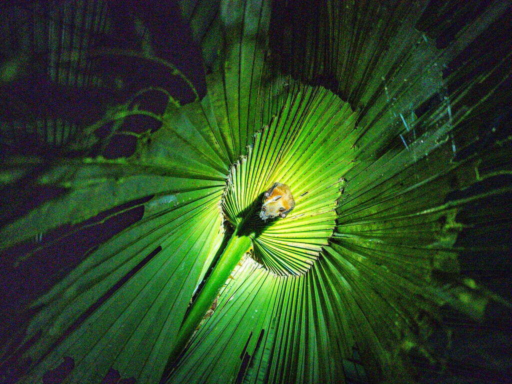 bat on night safari khao sok national park thailand - laugh travel eat