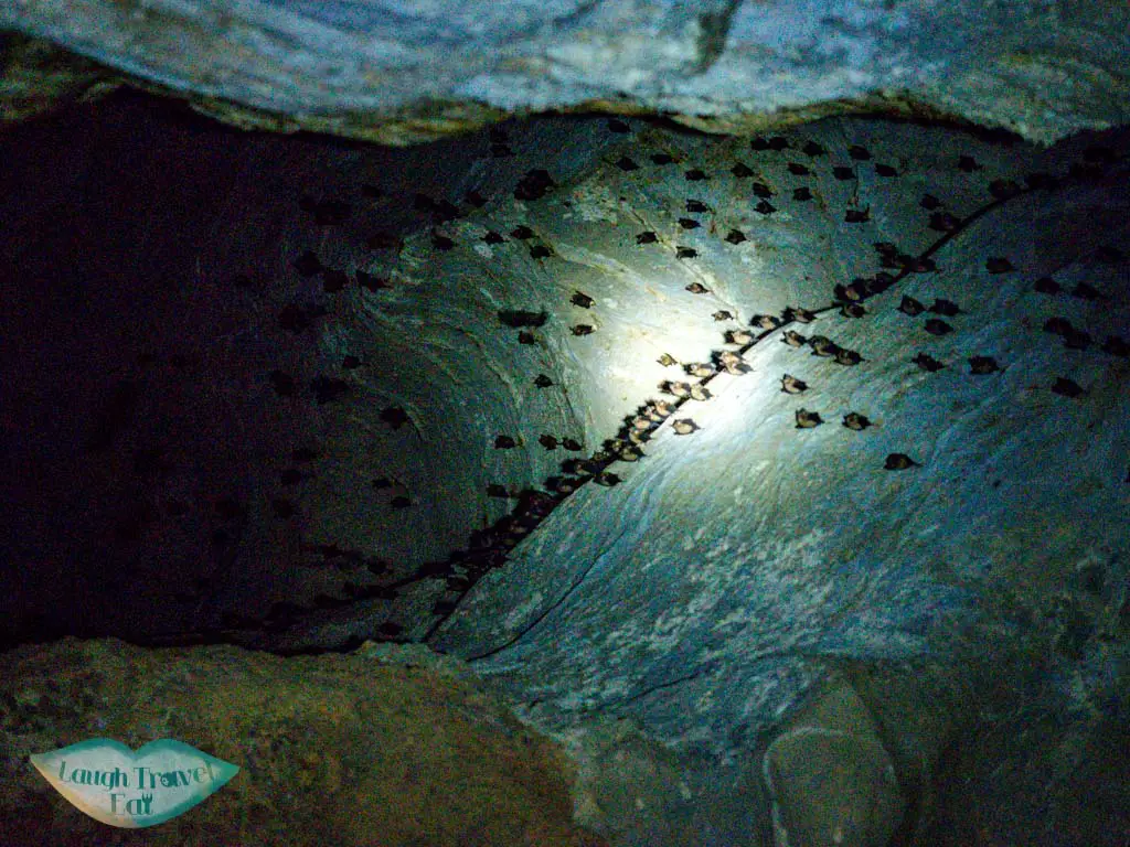bats Pra Kay Petch Cave cheow lan lake khao sok thailand - laugh travel eat