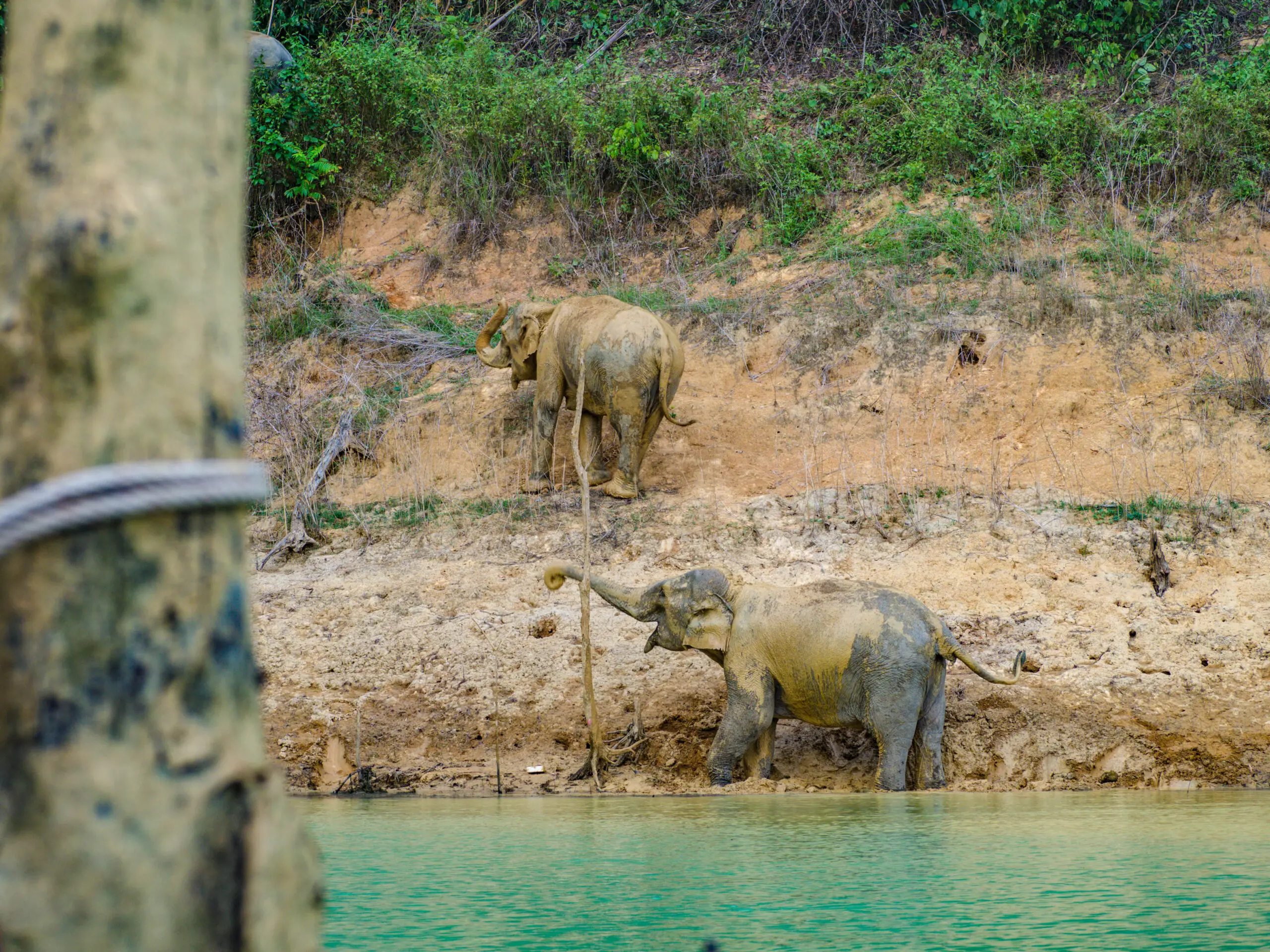 elephants cheow lan lake khao sok thailand - laugh travel eat-2