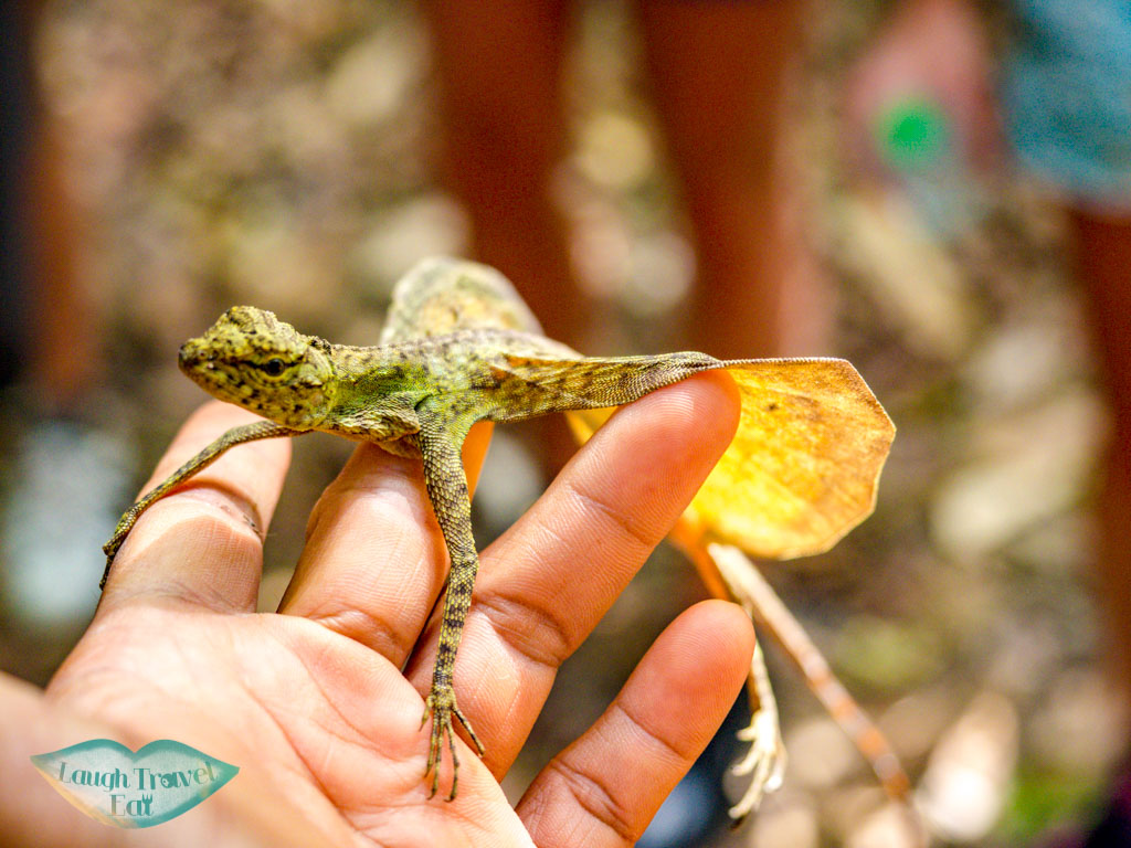 flying chameleon hike to nam talu cave longtail boat cheow lan lake khao sok thailand - laugh travel eat