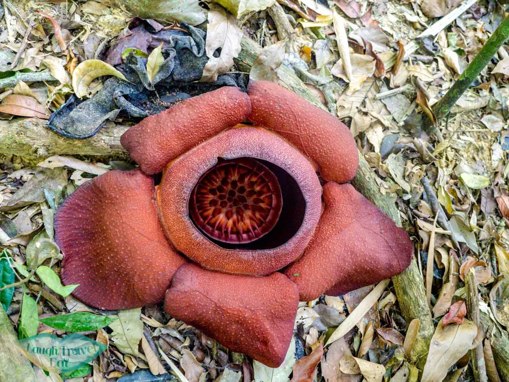 full bloom rafflesia hike trail khao sok thailand - laugh travel eat