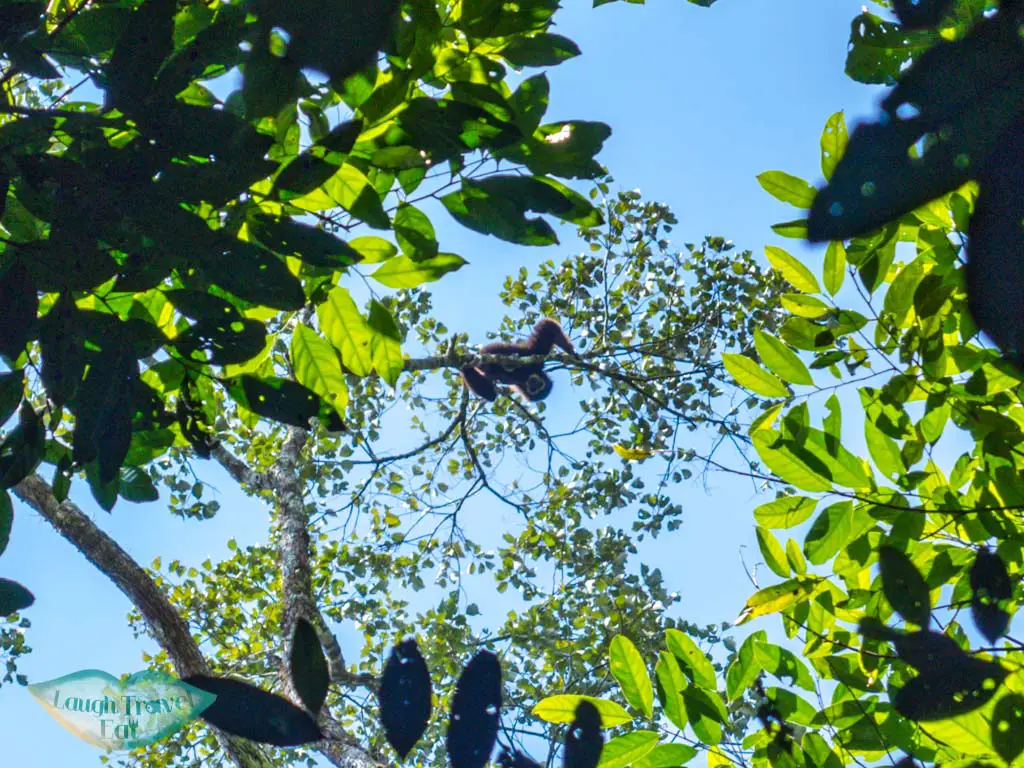 gibbon khao sok thailand - laugh travel eat