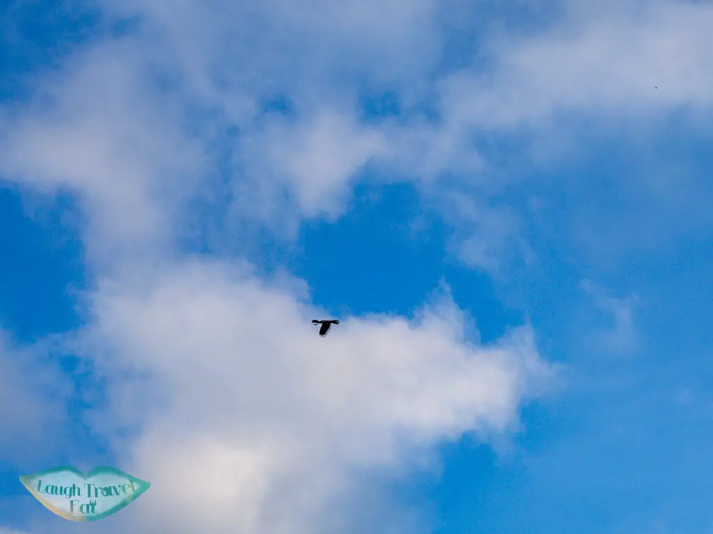 hornbill morning cheow lan lake khao sok thailand - laugh travel eat