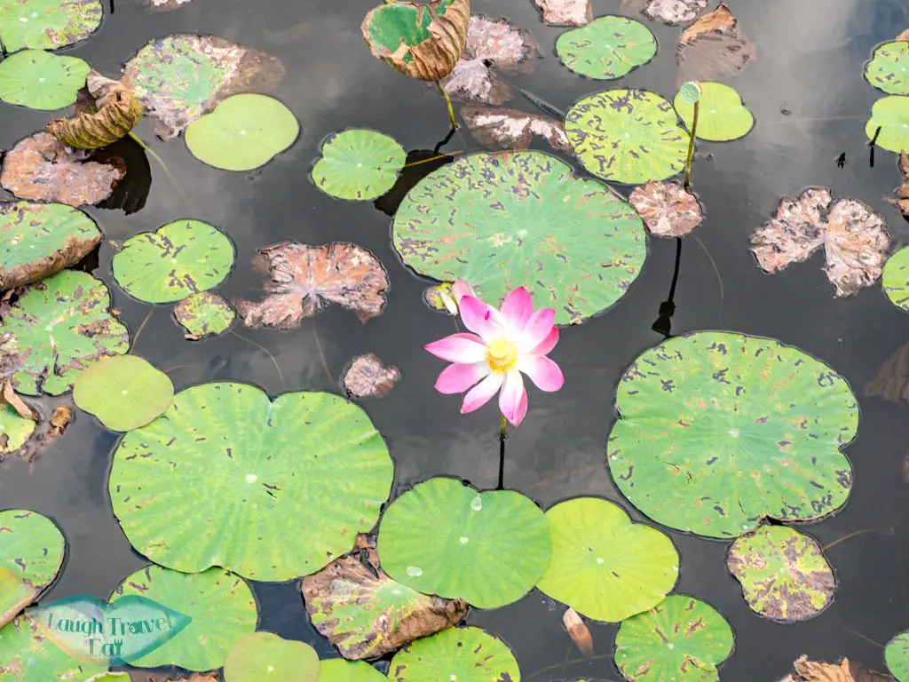 lotus Bueng Bua Wood Boardwalk Khao Sam Roi Yot National Park hua hin thailand - laugh travel eat