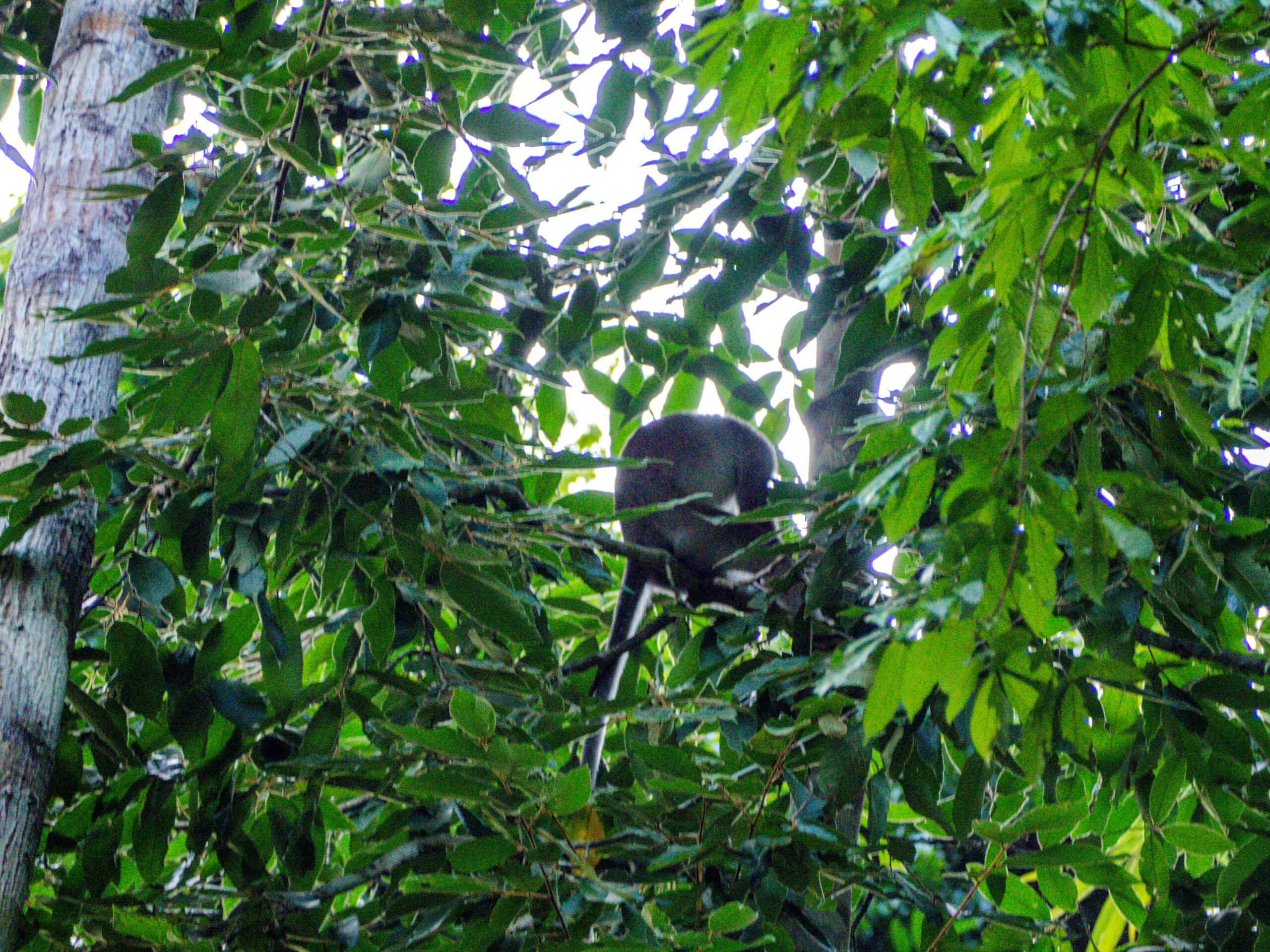monkey on coral cave hike cheow lan lake khao sok lake thailand