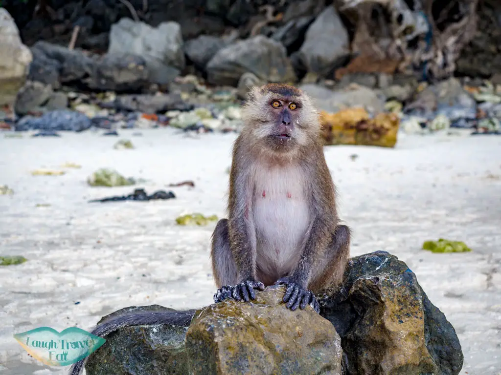 monkey on monkey beach koh phi phi thailand - laugh travel eat