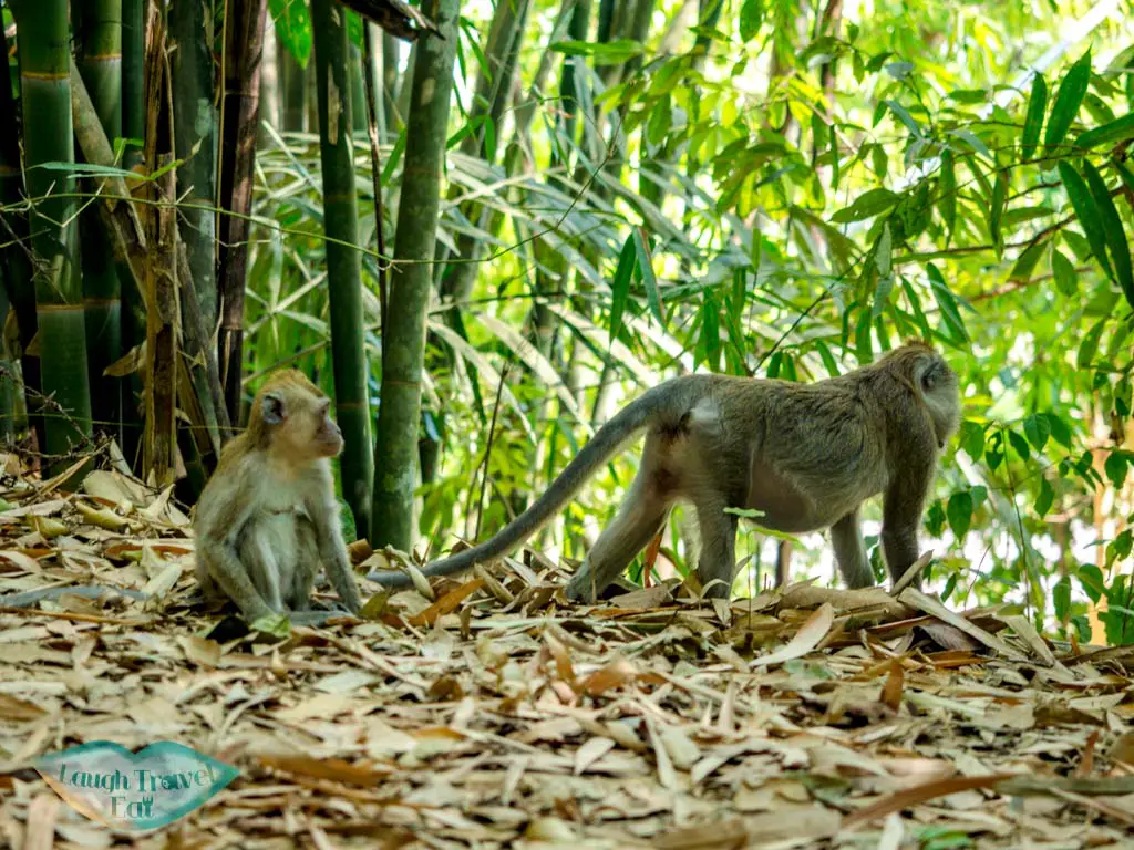 on Bang Hau Rad Nature Trail khao sok thailand - laugh travel eat-2