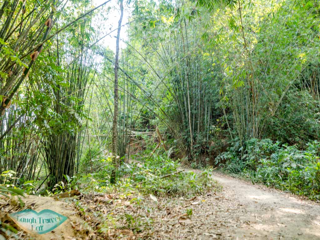 on Bang Hau Rad Nature Trail khao sok thailand - laugh travel eat
