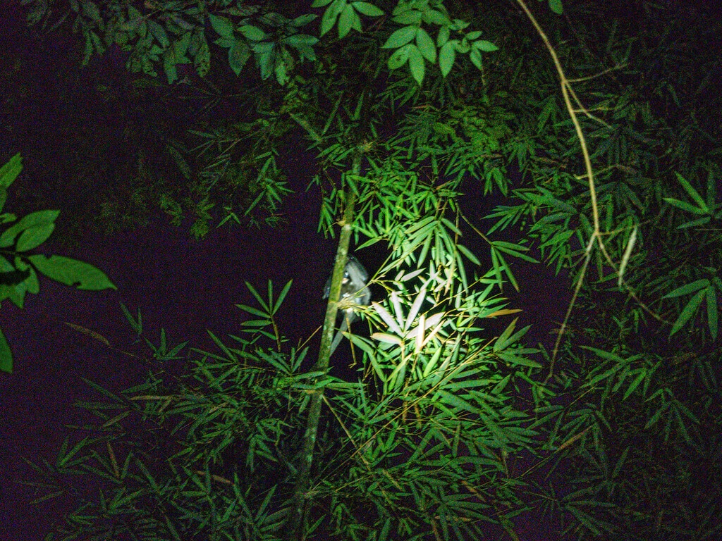 shy monkey from night safari khao sok national park thailand - laugh travel eat (1)
