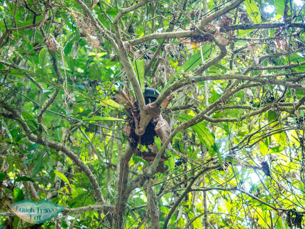 snake on hike to nam talu cave longtail boat cheow lan lake khao sok thailand - laugh travel eat