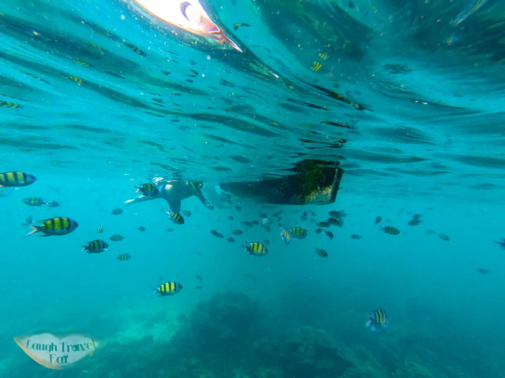snorkeling by viking cave koh phi phi thailand - laugh travel eat-2