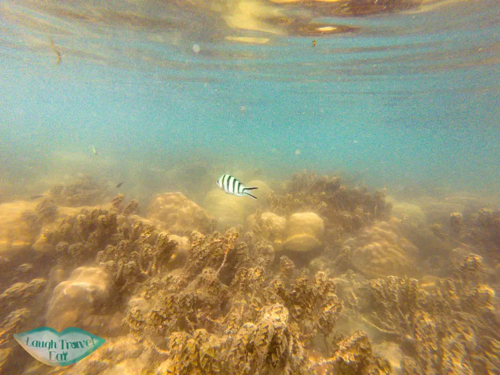 snorkelling Mae Haad Beach koh phangan thailand - laugh travel eat