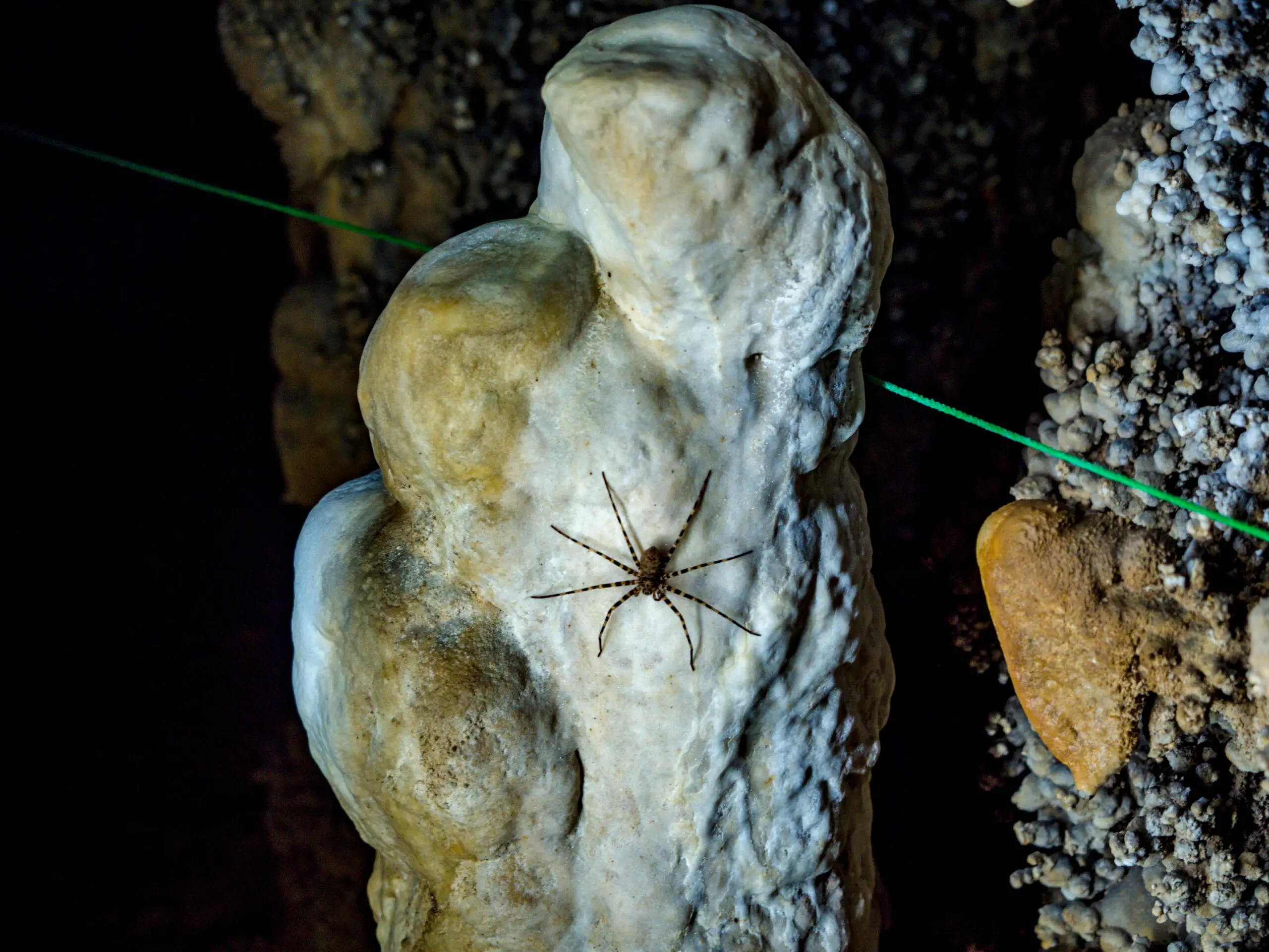 spider in coral cave hike chiew lan lake khao sok lake khao sok thailand
