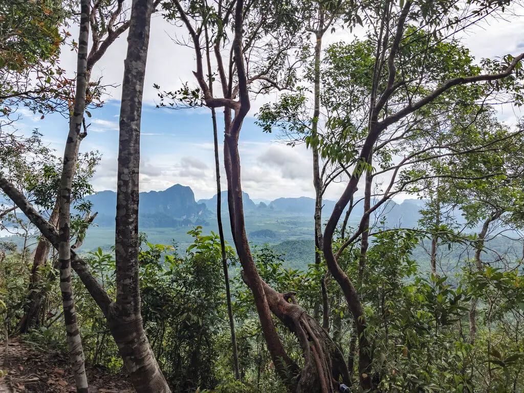 tree view 2km to 2.5km marker Dragon Crest Mountain Khao Ngon Nak Krabi thailand - laugh travel eat
