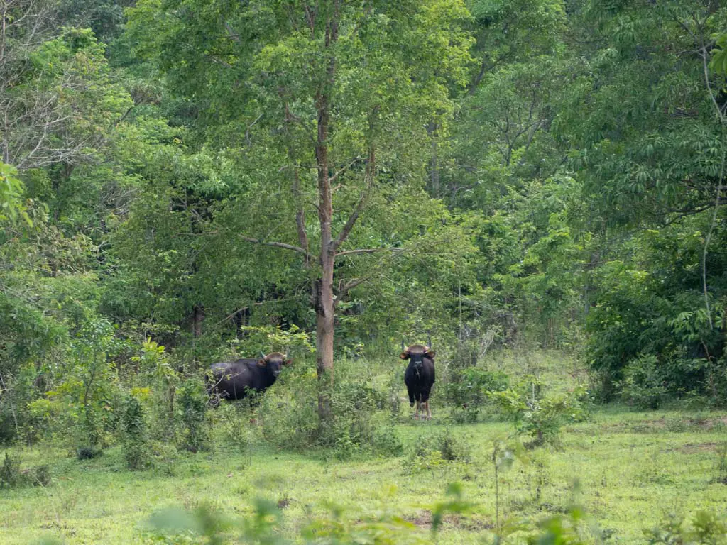 bisons jeep safari Kui Buri national park hua hin thailand - laugh travel eat