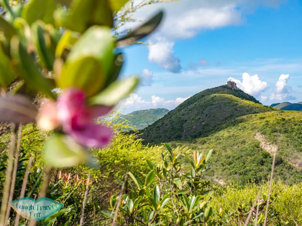 view of kam kui shek teng with flower sai kung hong kong - laugh travel eat