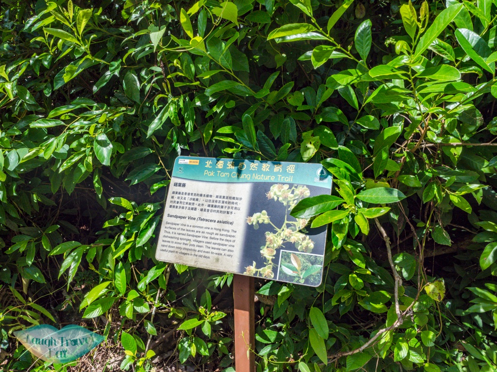 pak tam chung country trail to sheung yiu folk museum hong kong - laugh travel eat-3