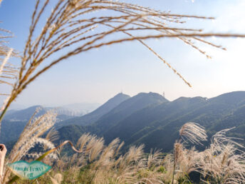 silver grass kowloon peak range from tung yeung shan kowloon hong kong - laugh travel eat