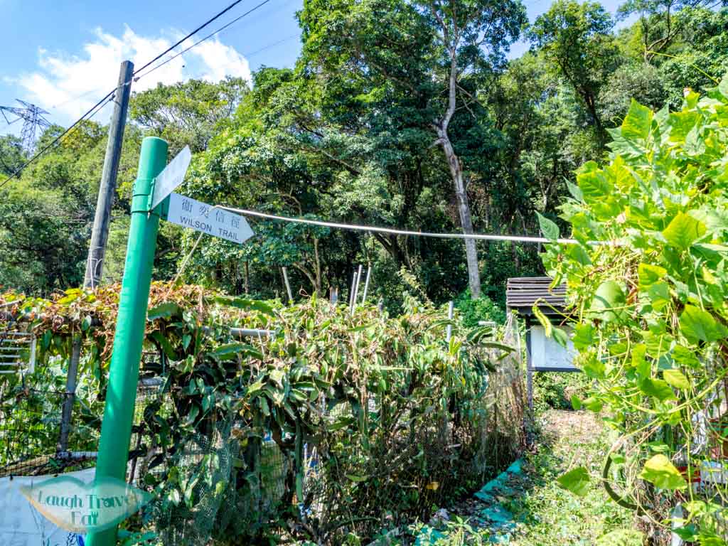 tseng lan shue to wilson trail stage 4 trail start tung yeung shan kowloon hong kong - laugh travel eat