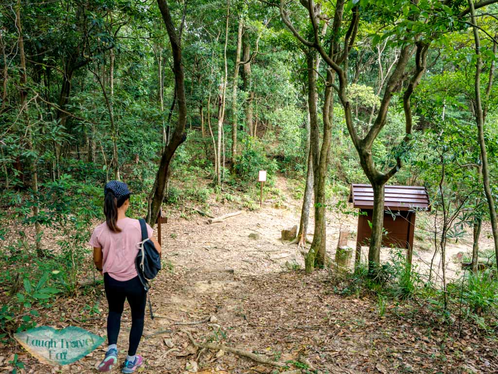 brown trail tai po kau nature reserve new territories hong kong - laugh travel eat