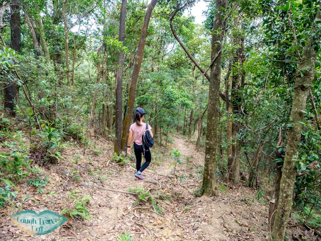 brown trail tai po kau nature reserve new territories hong kong - laugh travel eat