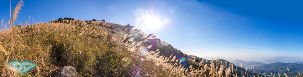 silver grass panorama Wo Tong Kong to tai mo shan country park hong kong - laugh travel eat