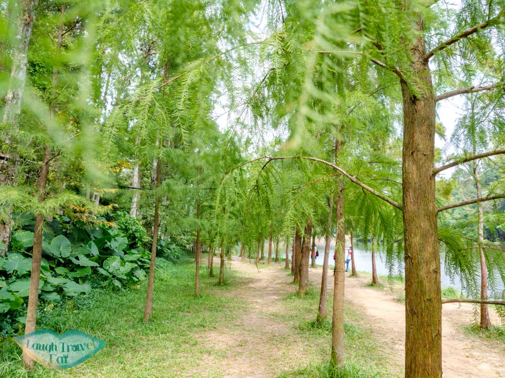 tree lined walkway Lau Shui Heung Reservoir from main road new territories hong kong - laugh travel eat