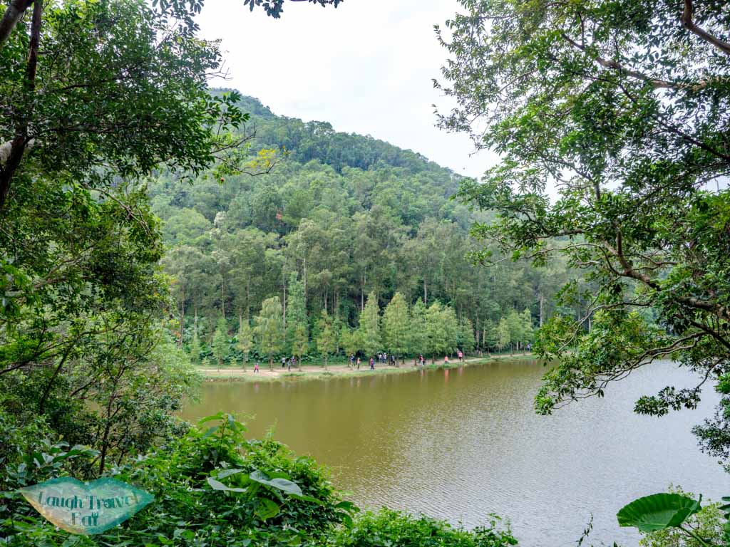 tree lined walkway Lau Shui Heung Reservoir from main road new territories hong kong - laugh travel eat