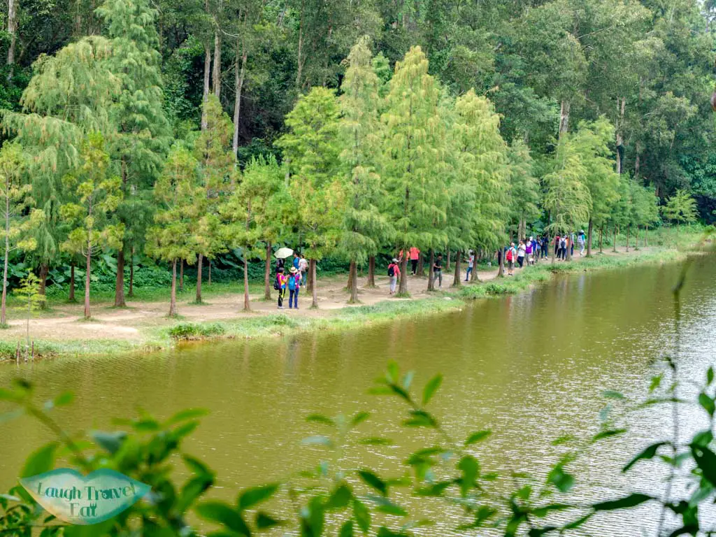 tree lined walkway Lau Shui Heung Reservoir from main road new territories hong kong - laugh travel eat