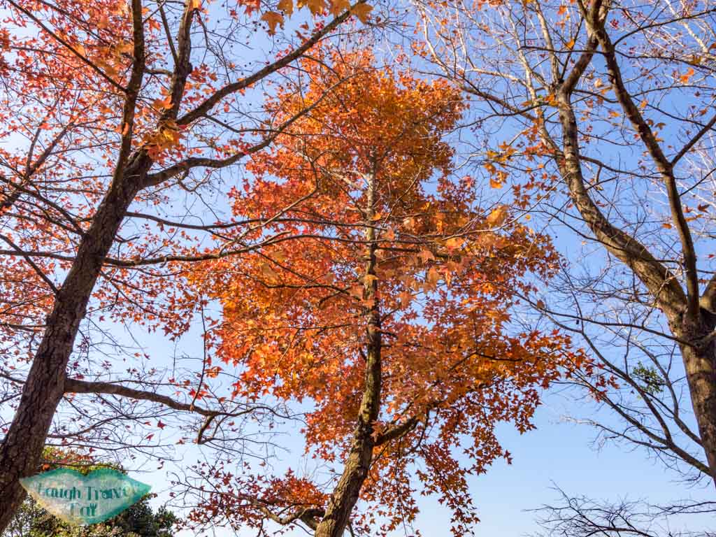 sweet gum woods tai tong yuen long hong kong - laugh travel eat-4