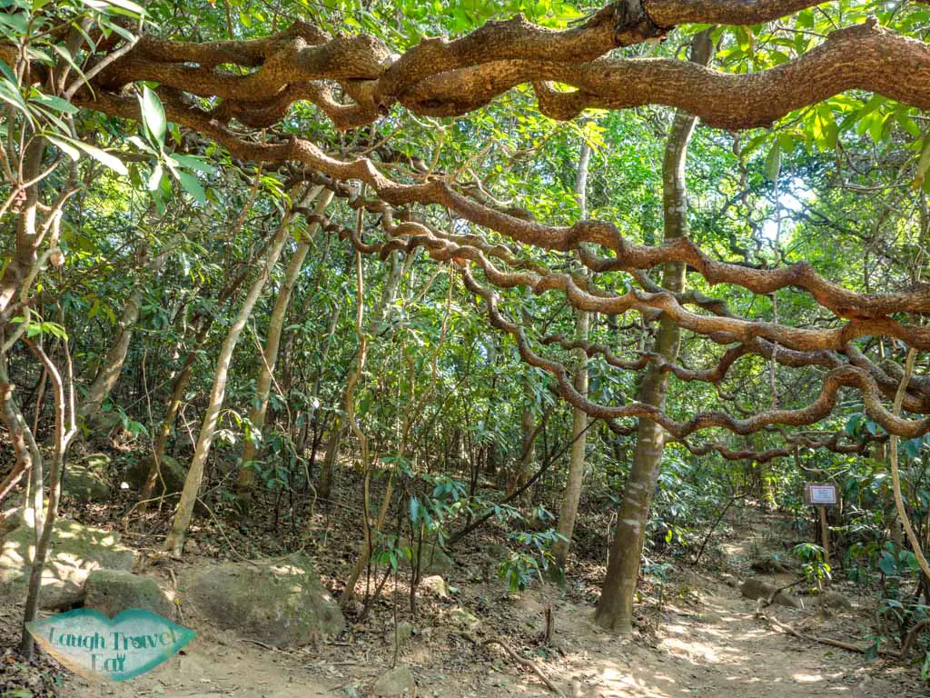 tree king mau ping au sai kung hong kong - laugh travel eat