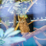 Jim Ades Raptor Sanctuary lower nature reserve kadoorie farm tai po hong kong - laugh travel eat