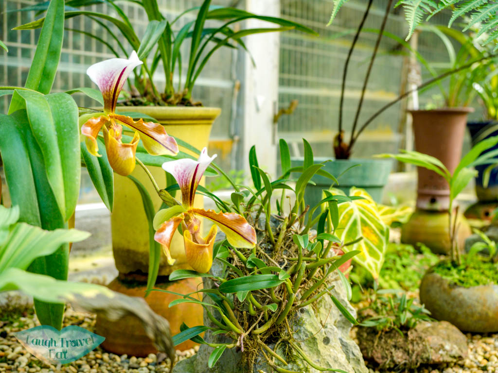 The Gloria Barretto Orchid Sanctuary lower nature reserve kadoorie farm tai po hong kong - laugh travel eat