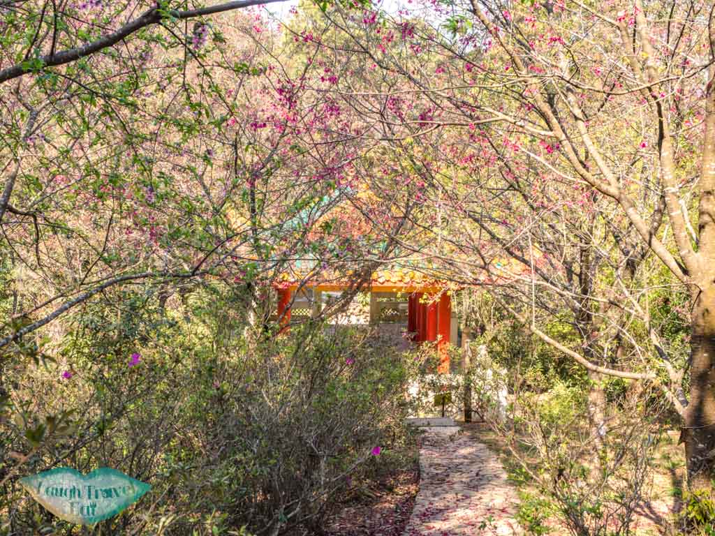 cherry blossoms in T.S. Woo Pavilion kadoorie farm tai po hong kong - laugh travel eat