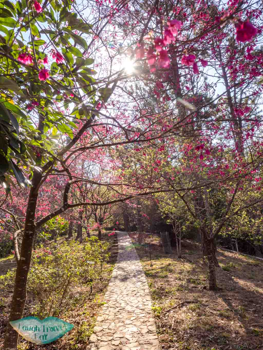 cherry blossoms in T.S. Woo Pavilion kadoorie farm tai po hong kong - laugh travel eat