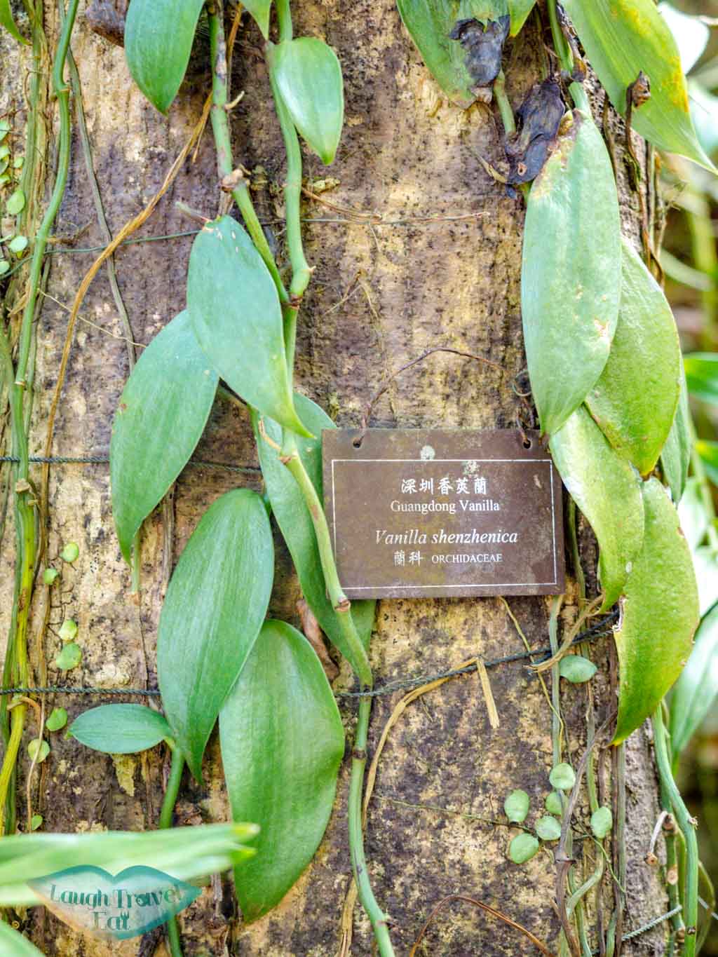 vanilla The Gloria Barretto Orchid Sanctuary lower nature reserve kadoorie farm tai po hong kong - laugh travel eat