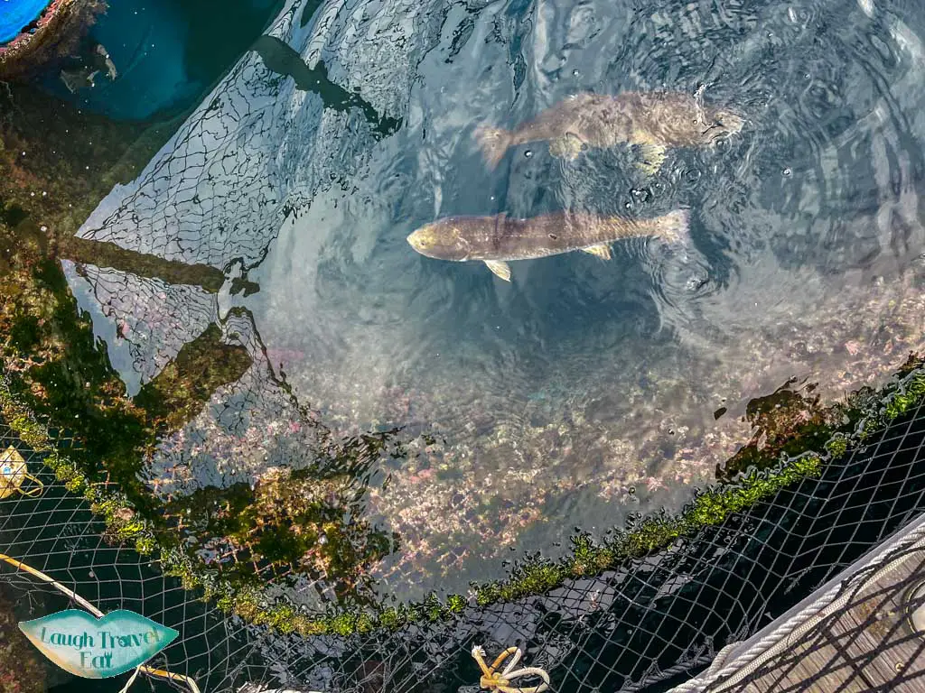 fishing nets lamma fisherfolk village sok kwu wan lamma island hong kong - laugh travel eat