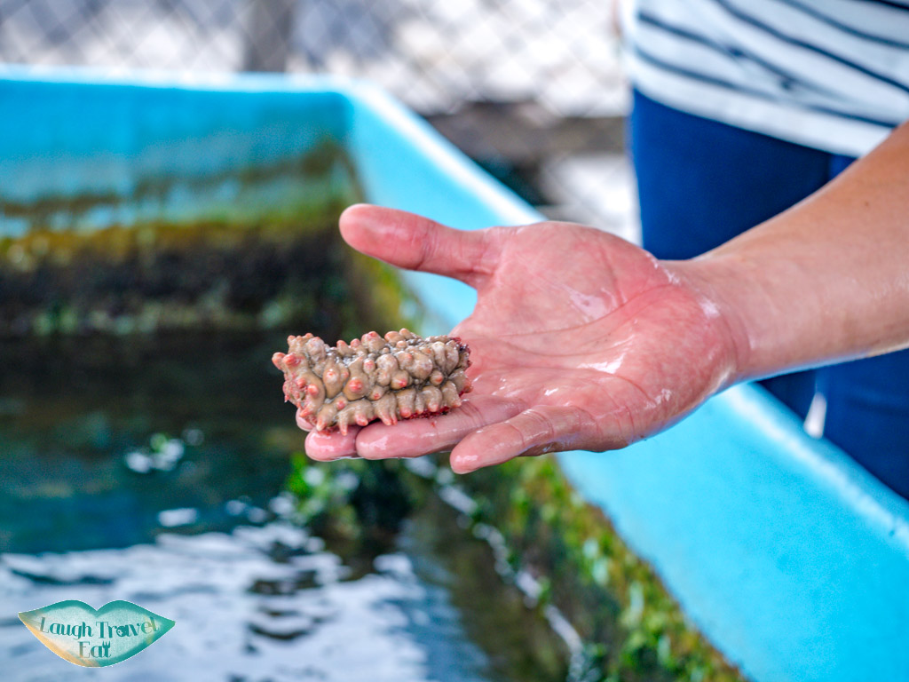 weird sea anemeon in lamma fisherfolk village sok kwu wan lamma island hong kong - laugh travel eat