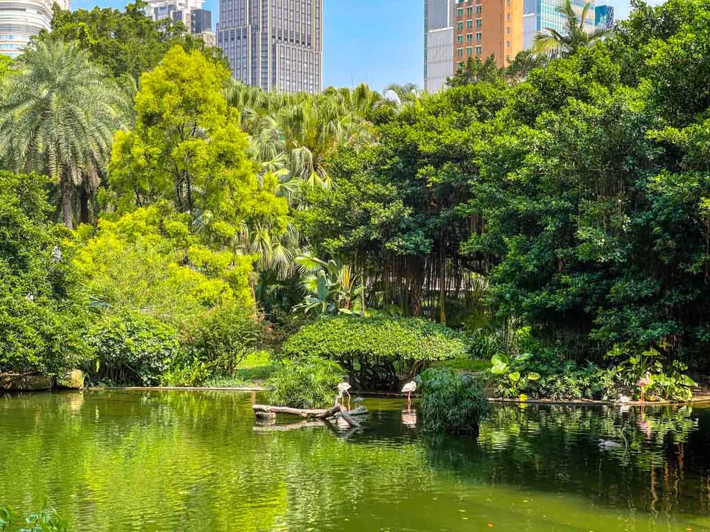 kowloon park flamingos tsim sha tsui hong kong - laugh travel eat
