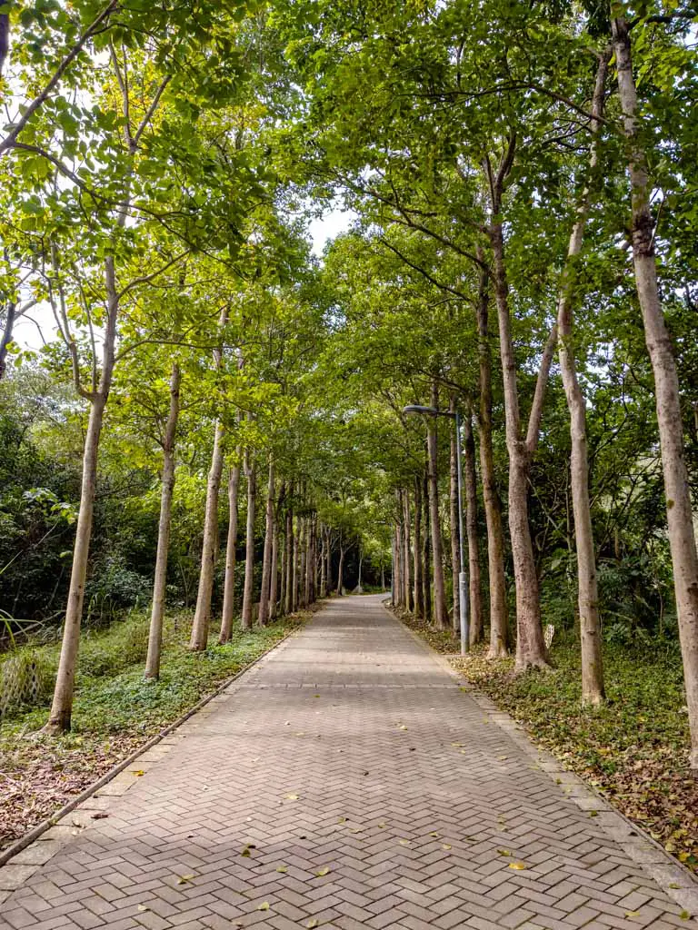 line of trees near trail start for ngau wu reservoir Ma On Shan hong kong - laugh travel eat