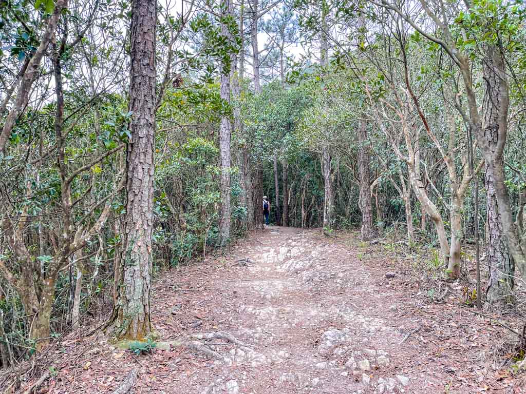 going up Kai Kung Shan maclehose trail stage 3 sai kung hong kong - laugh travel eat