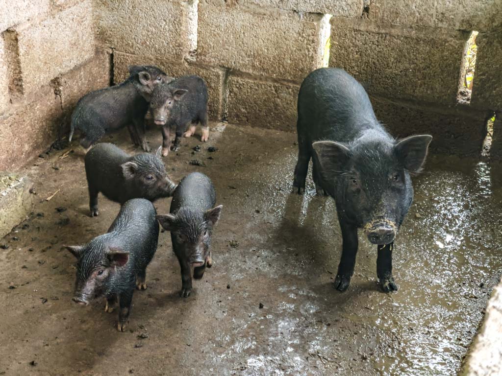 trekking cycling trip ba be lake ba be national park Vietnam - laugh travel eat-2