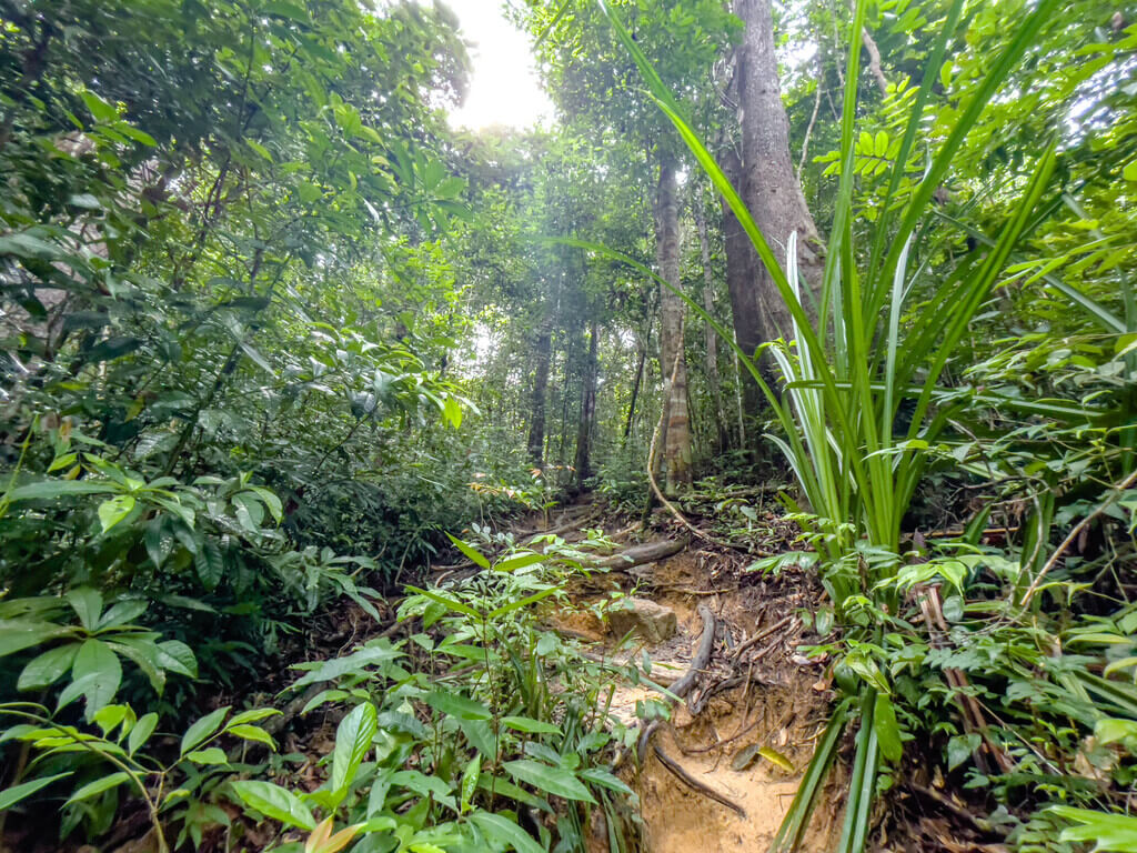 1.5km marker to 2km marker Dragon Crest Mountain Khao Ngon Nak Krabi thailand - laugh travel eat
