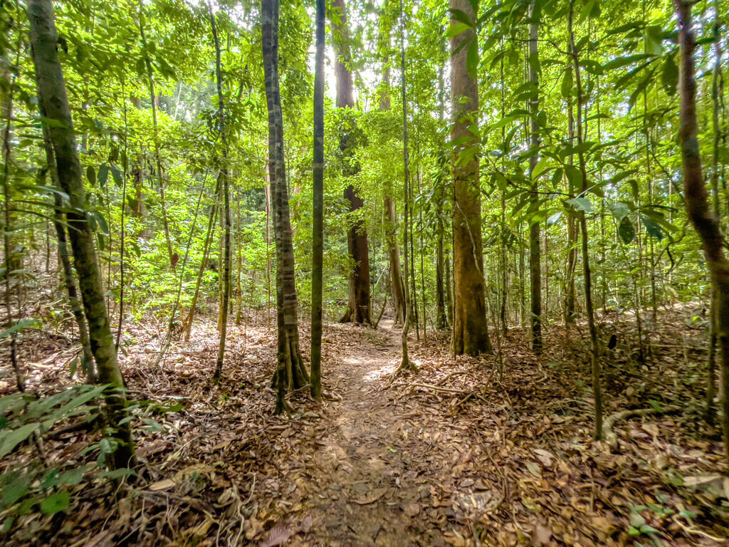 1.5km marker to 2km marker Dragon Crest Mountain Khao Ngon Nak Krabi thailand - laugh travel eat