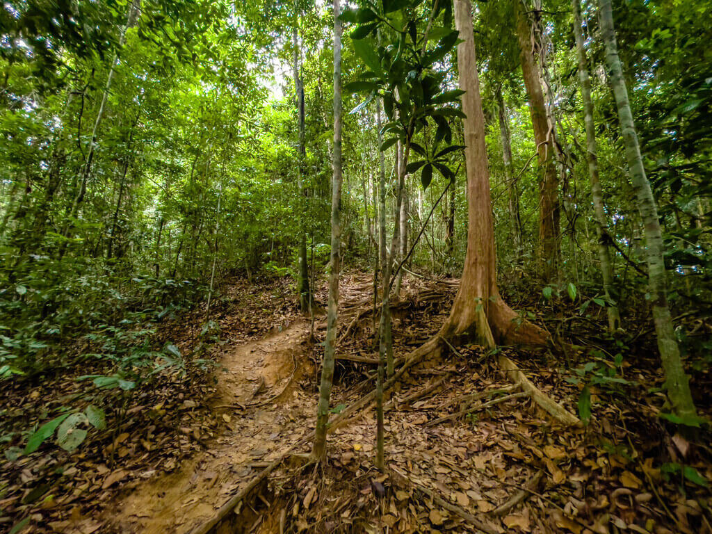 1.5km marker to 2km marker Dragon Crest Mountain Khao Ngon Nak Krabi thailand - laugh travel eat