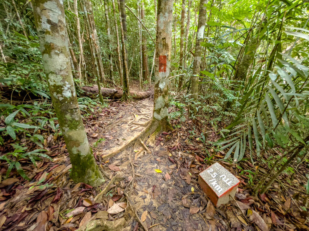 tree view to 2.5km marker Dragon Crest Mountain Khao Ngon Nak Krabi thailand - laugh travel eat
