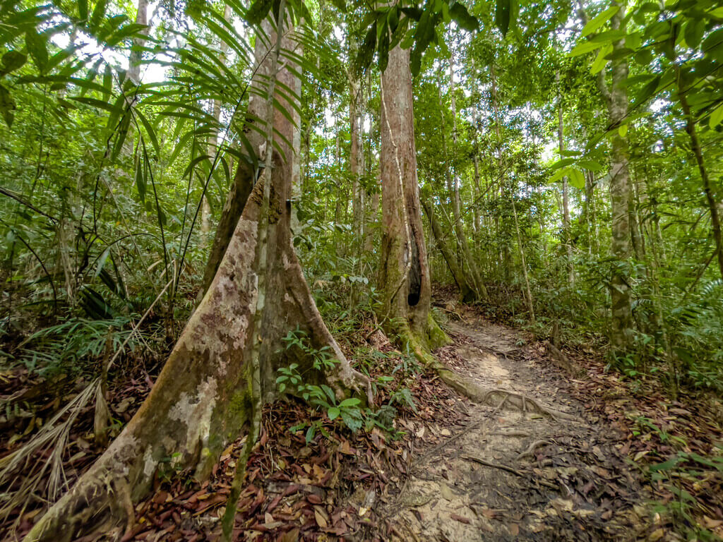 2.5km marker to 3km marker Dragon Crest Mountain Khao Ngon Nak Krabi thailand - laugh travel eat