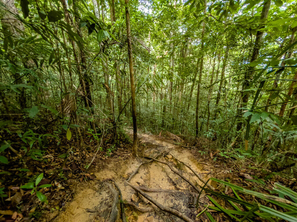 2.5km marker to 3km marker Dragon Crest Mountain Khao Ngon Nak Krabi thailand - laugh travel eat