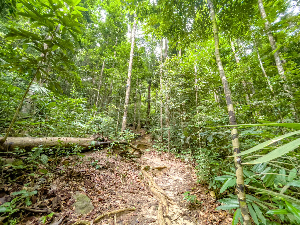 first flight of stairs to 1.5km marker Dragon Crest Mountain Khao Ngon Nak Krabi thailand - laugh travel eat